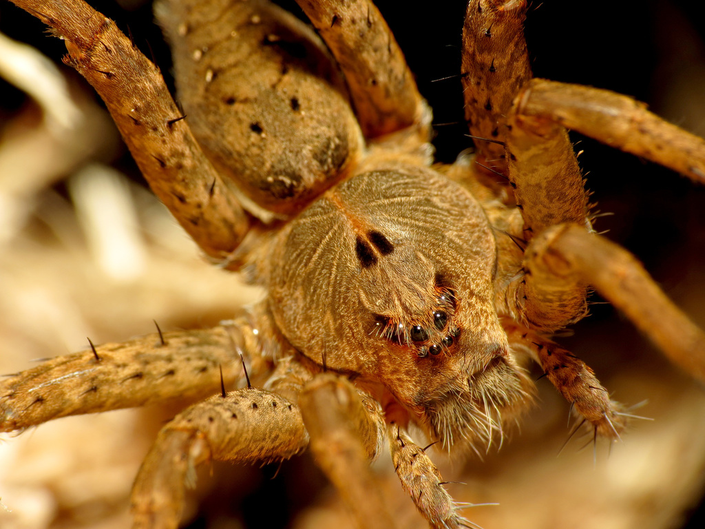 Banded Fishing Spider
