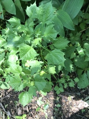 Chenopodiastrum simplex