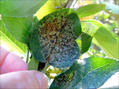 Heliothrips haemorrhoidalis