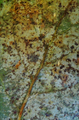 Heliothrips haemorrhoidalis