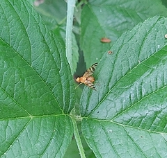 Myoleja lucida