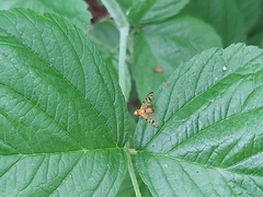 Myoleja lucida