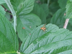 Myoleja lucida