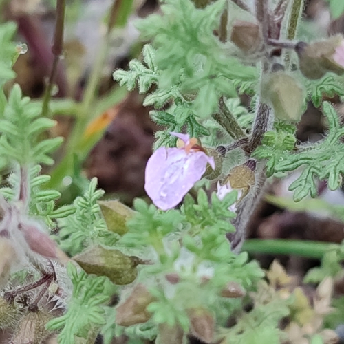 Cut-leaved germander (Teucrium botrys)