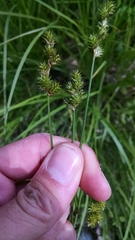 Carex normalis