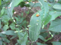 Dichanthelium boscii