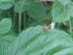Myoleja lucida