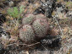 Pediocactus nigrispinus