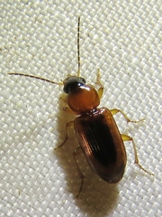 Stenolophus dissimilis