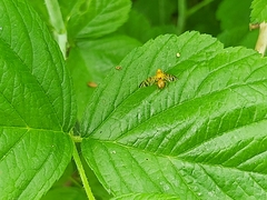 Myoleja lucida