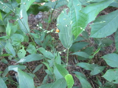 Dichanthelium boscii