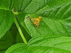 Myoleja lucida