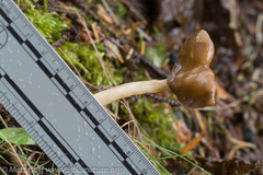 Helvella elastica