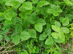 Myoleja lucida