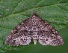 Melanomma auricinctaria