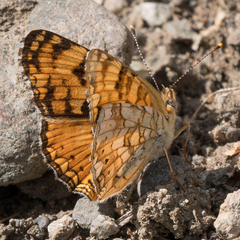 Phyciodes pallida
