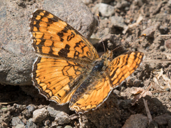 Phyciodes pallida