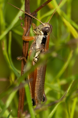 Paroxya atlantica