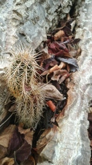 Acanthocereus hesperius