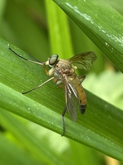 Rhagio tringarius