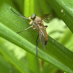Rhagio tringarius