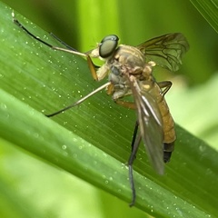 Rhagio tringarius