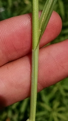Carex aggregata