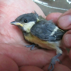 Parus major