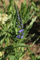 Veronica teucrium