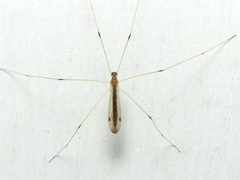 Helius flavipes