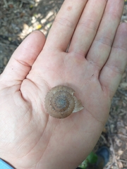 Solaropsis feisthamelii