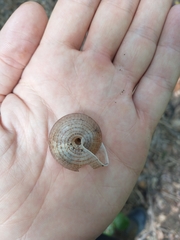 Solaropsis feisthamelii