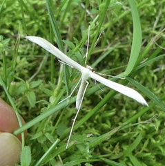 Hellinsia homodactylus