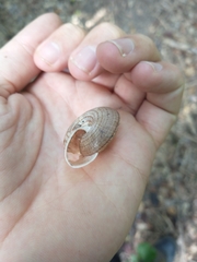 Solaropsis feisthamelii