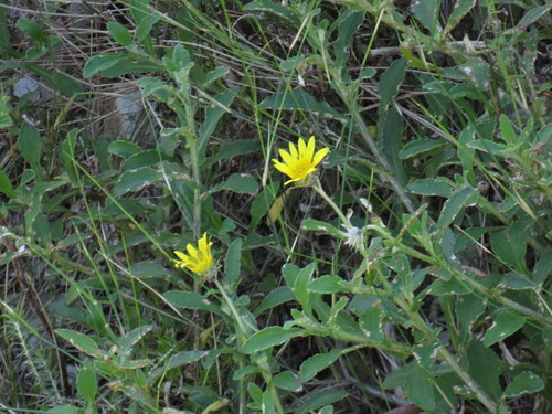 Arctotis scabra, photograph 4