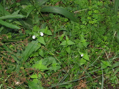 Nemesia diffusa diffusa