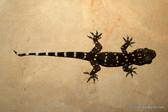 Hemidactylus prashadi