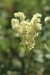 Filipendula ulmaria