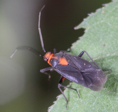 Prepops rubrovittatus