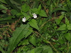 Nemesia diffusa diffusa