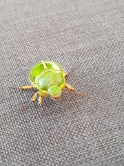 Stethaspis suturalis