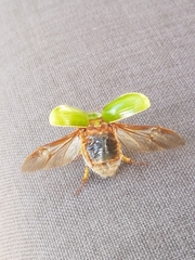 Stethaspis suturalis