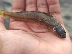 Gobiomorus maculatus