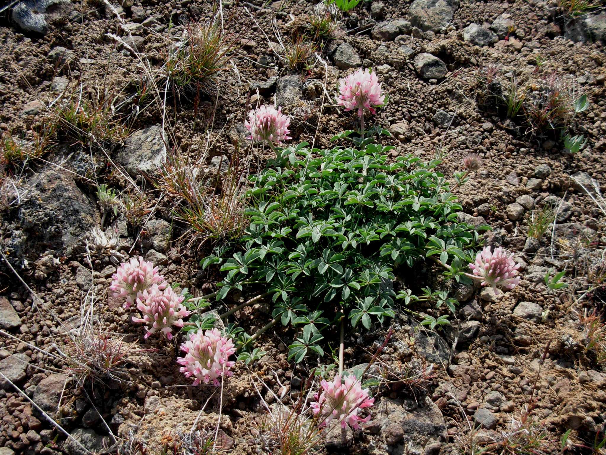 bighead clover (Trifolium macrocephalum) · iNaturalist
