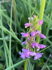 Gymnadenia borealis