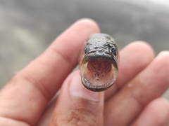 Gobiomorus maculatus