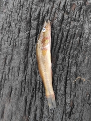 Gobiomorus maculatus