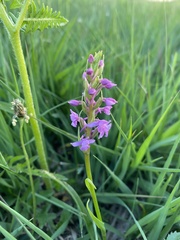 Gymnadenia borealis