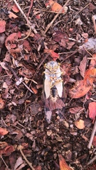 Diceroprocta bulgara