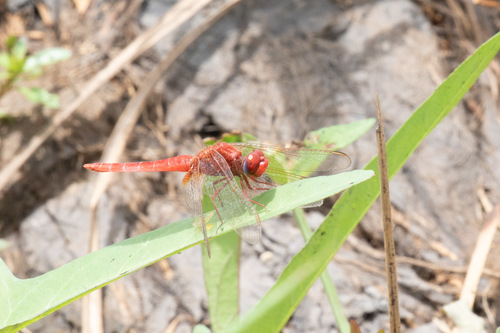 Broad Scarlet